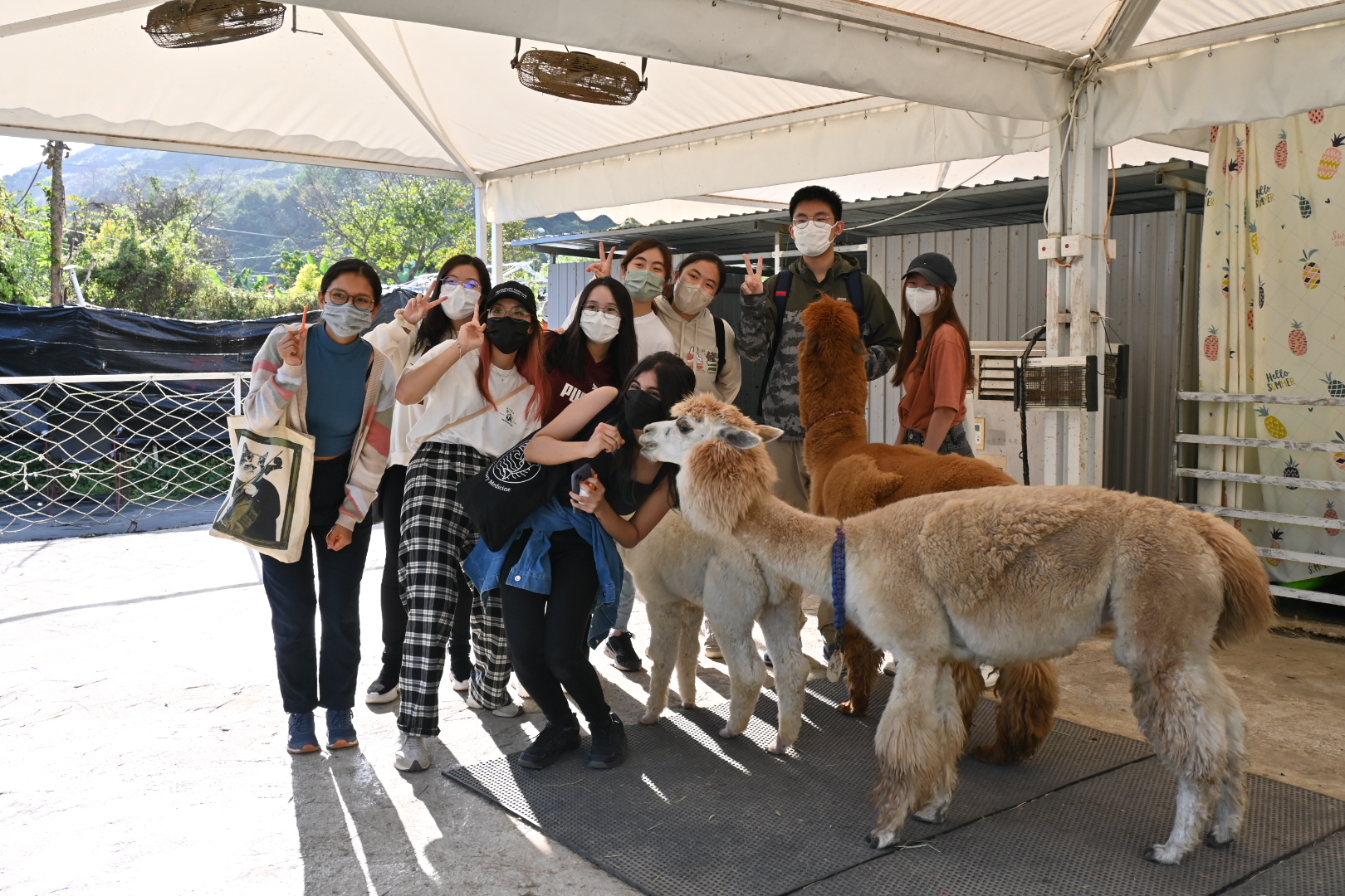 Alpaca Farm Visit_1