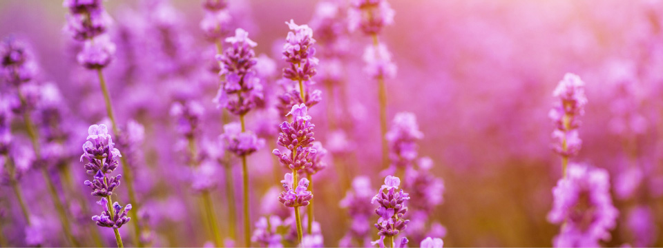 counsellingbanner3