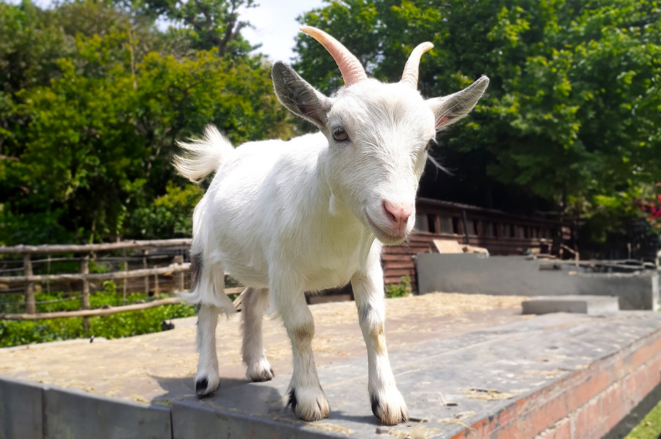 Goats can distinguish happy from angry individuals by human voice alone