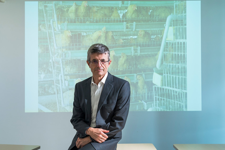 CityUHK collaborates in groundbreaking research to track livestock disease threats and support smarter One Health interventions