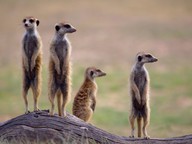 animals to sense environmental cues