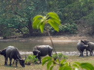 Feral female buffalo build friendships based on similar personality traits, suggest animal welfare experts at CityUHK